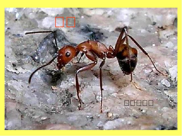 三年级上册科学科学第二单元“动物”《2.5蚂蚁》（）第1页