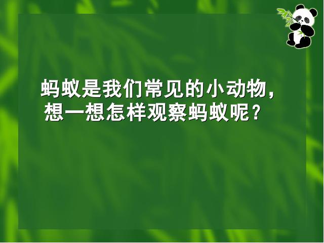 三年级上册科学科学《2.5蚂蚁》(教科版)第7页