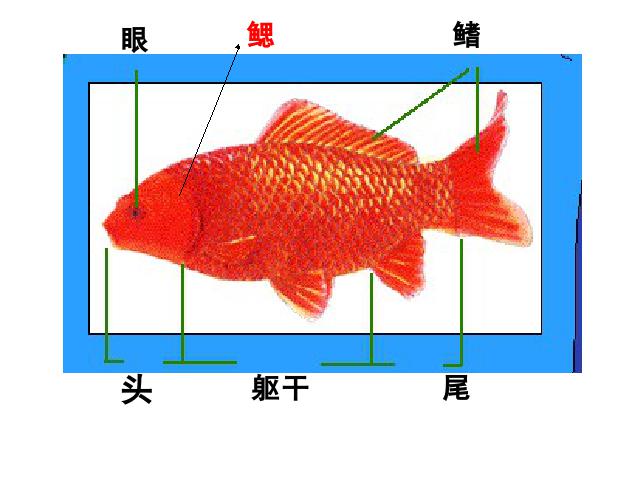 三年级上册科学科学第二单元“动物”《2.6金鱼》第5页