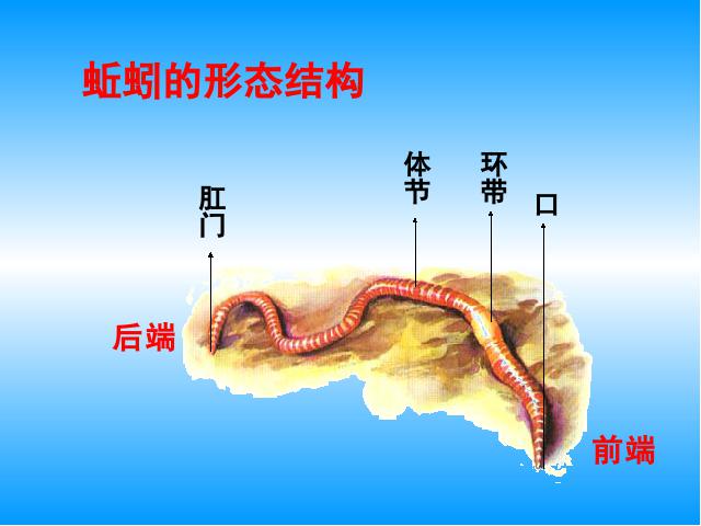 三年级上册科学科学“动物”《2.7动物有哪些相同点》第10页