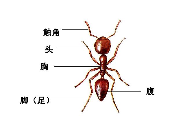 三年级上册科学《2.7动物有哪些相同点》(科学)第3页