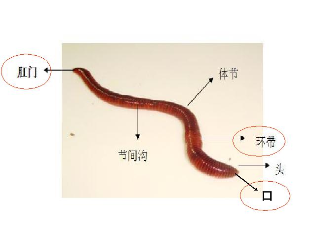 三年级上册科学《2.7动物有哪些相同点》(科学)第4页