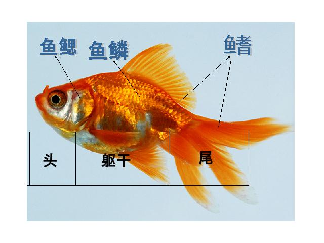 三年级上册科学《2.7动物有哪些相同点》(科学)第5页