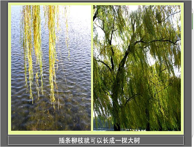 三年级下册科学科学《1.1植物新生命的开始》第10页