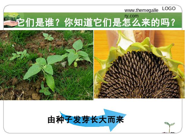 三年级下册科学科学《1.1植物新生命的开始》第5页