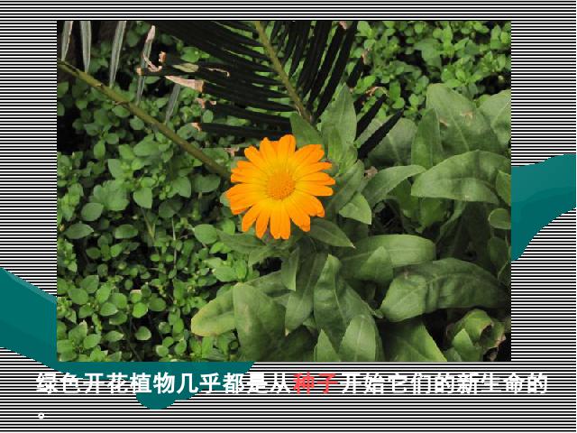 三年级下册科学《1.1植物新生命的开始》(科学)第8页