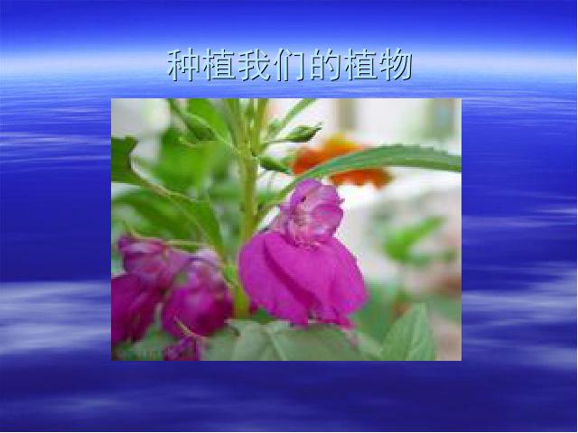 三年级下册科学第一单元《1.2种植我们的植物》(科学)第1页