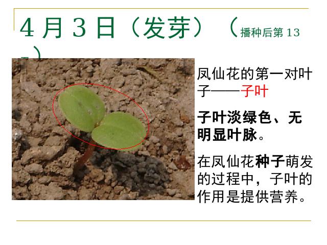 三年级下册科学第一单元《1.4.种子变成了幼苗》(科学第7页