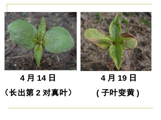 三年级下册科学第一单元《1.4.种子变成了幼苗》(科学第9页