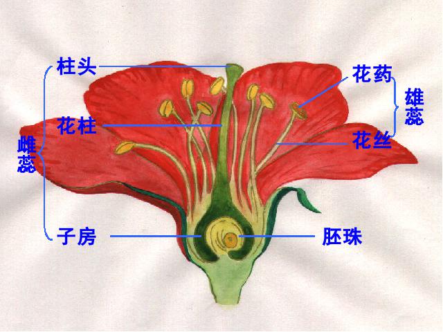 三年级下册科学第一单元《1.6开花了，结果了》(科学)第6页