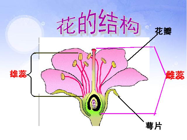 三年级下册科学科学第一单元《1.6开花了，结果了》第5页