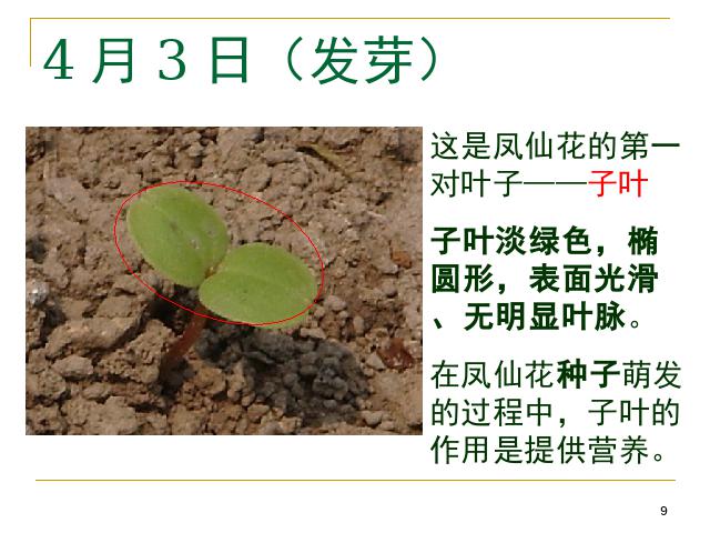 三年级下册科学科学第一单元《1.7我们的大丰收》第9页