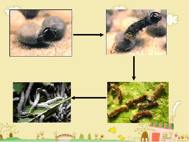 三年级下册科学科学第二单元《2.2蚕的生长变化》（）第2页