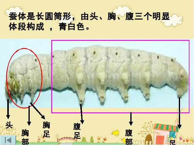 三年级下册科学科学第二单元《2.2蚕的生长变化》（）第8页