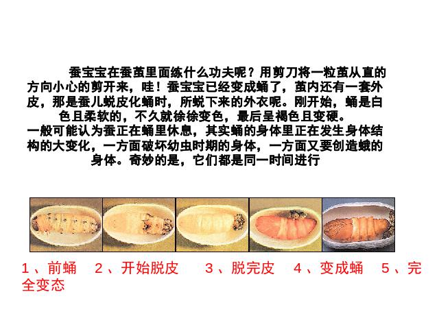 三年级下册科学科学第二单元《2.3蚕变了新模样》第2页