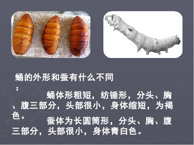 三年级下册科学科学第二单元《2.3蚕变了新模样》第6页