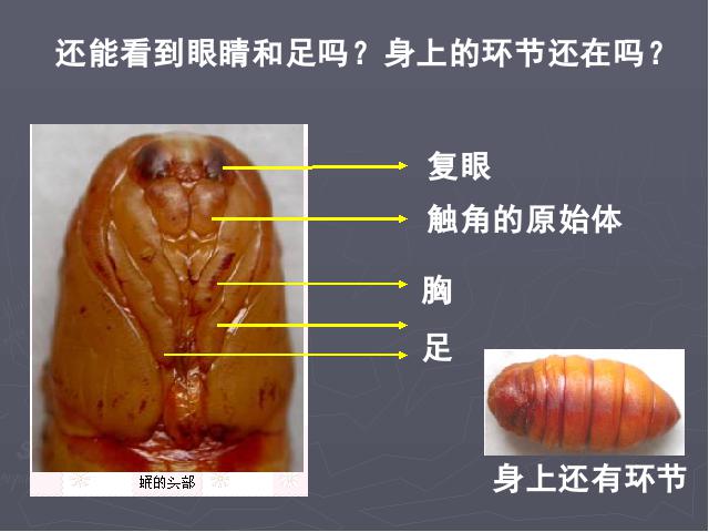 三年级下册科学科学第二单元《2.3蚕变了新模样》第7页