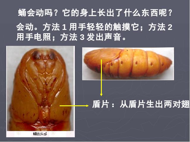 三年级下册科学科学第二单元《2.3蚕变了新模样》第8页