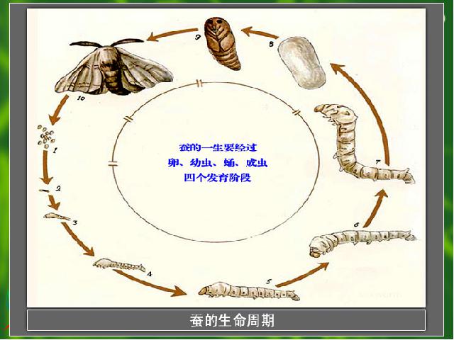 三年级下册科学科学第二单元《2.5蚕的生命周期》第10页