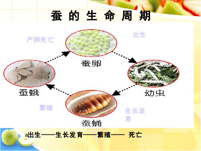 三年级下册科学科学《2.6其他动物的生命周期》第4页