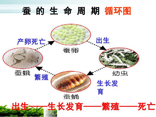 三年级下册科学科学第二单元《2.6其他动物的生命周期》（）第2页