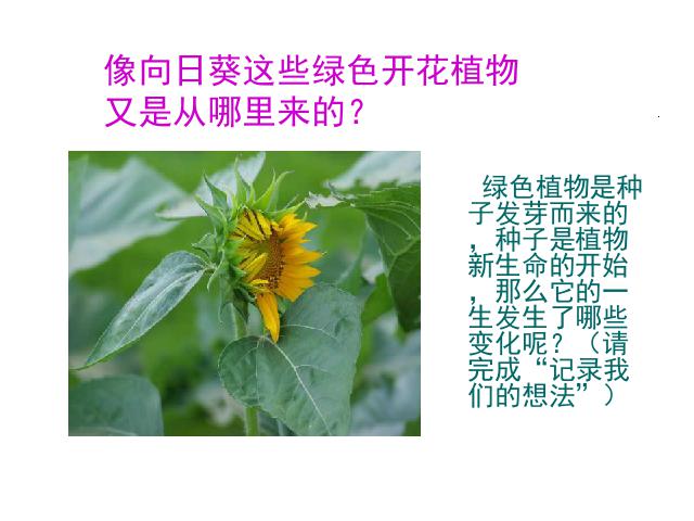 三年级下册科学教科版科学《植物的生长变化》复习第4页