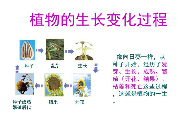 三年级下册科学教科版科学《植物的生长变化》复习第5页