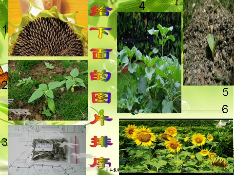 三年级下册科学（教科版）1.1植物新生命的开始PPT教学课件(科学)第10页