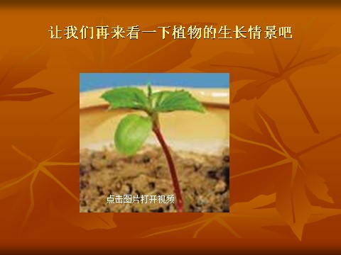 三年级下册科学（教科版）科学第一单元1.3我们先看到了根ppt课件（）第5页