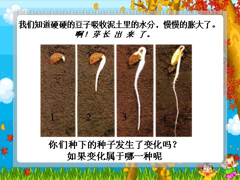 三年级下册科学（教科版）科学第一单元1.3我们先看到了根ppt教学课件下第2页