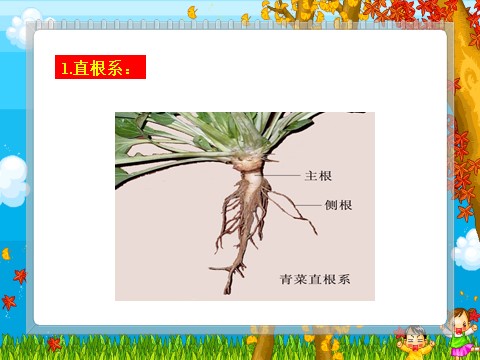 三年级下册科学（教科版）科学第一单元1.3我们先看到了根ppt教学课件下第9页