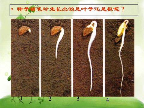 三年级下册科学（教科版）1.3我们先看到了根ppt课件(科学)第2页