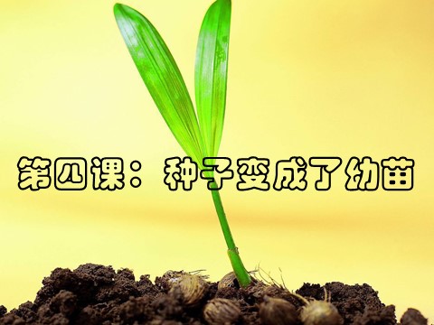 三年级下册科学（教科版）第一单元1.4.种子变成了幼苗ppt课件(科学第3页