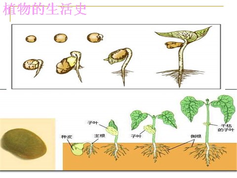 三年级下册科学（教科版）第一单元1.4.种子变成了幼苗ppt课件(科学第4页