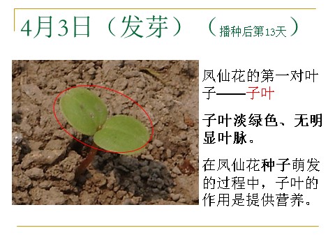 三年级下册科学（教科版）第一单元1.4.种子变成了幼苗ppt课件(科学第7页