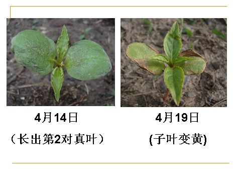 三年级下册科学（教科版）第一单元1.4.种子变成了幼苗ppt课件(科学第9页