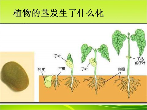 三年级下册科学（教科版）科学第一单元1.5茎越长越高ppt教学课件第7页