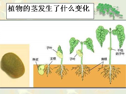 三年级下册科学（教科版）科学第一单元1.5茎越长越高ppt课件第3页