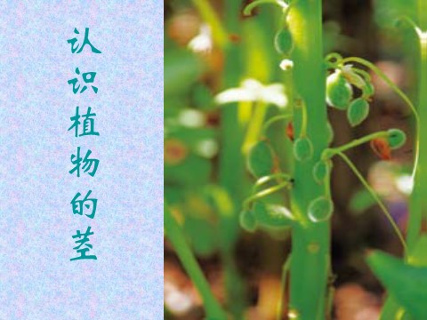 三年级下册科学（教科版）第一单元：1.5茎越长越高PPT教学课件(科学)第10页