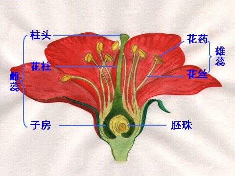 三年级下册科学（教科版）第一单元1.6开花了，结果了ppt课件(科学)第6页