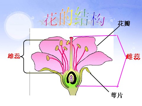 三年级下册科学（教科版）科学第一单元1.6开花了，结果了ppt课件第5页