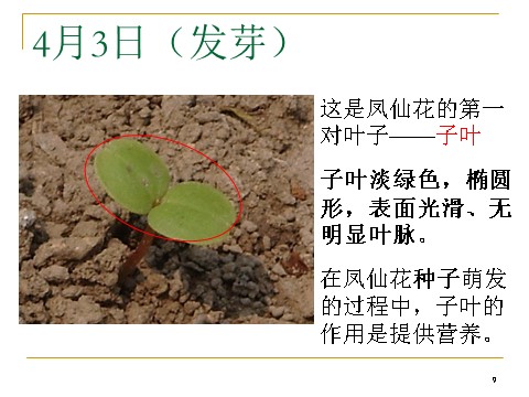 三年级下册科学（教科版）科学第一单元1.7我们的大丰收ppt教学课件第9页