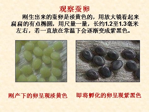 三年级下册科学（教科版）科学2.1蚕卵里孵出的新生命ppt教学课件第3页