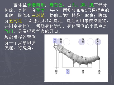 三年级下册科学（教科版）科学2.2蚕的生长变化ppt课件第5页