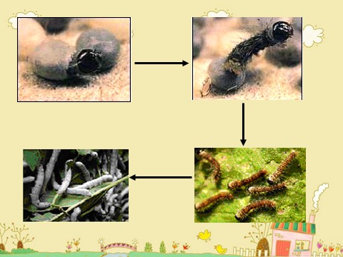 三年级下册科学（教科版）科学第二单元2.2蚕的生长变化ppt课件（）第2页