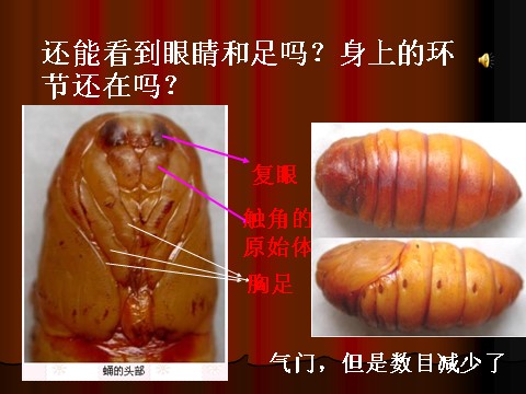 三年级下册科学（教科版）科学第二单元2.3蚕变了新模样ppt教学课件第5页