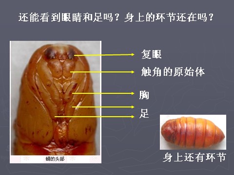 三年级下册科学（教科版）科学第二单元2.3蚕变了新模样ppt课件第7页