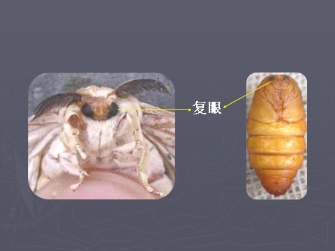 三年级下册科学（教科版）科学第二单元2.4蛹变成了什么ppt课件第10页