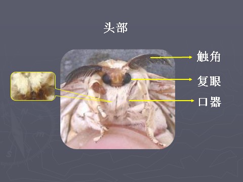 三年级下册科学（教科版）科学第二单元2.4蛹变成了什么ppt课件第6页