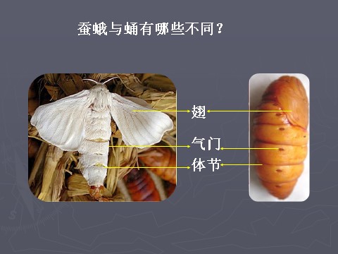 三年级下册科学（教科版）科学第二单元2.4蛹变成了什么ppt课件第9页